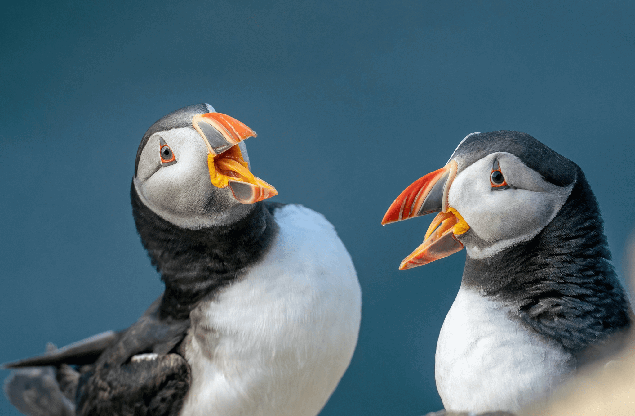 Puffins PS - Contentious Probate page